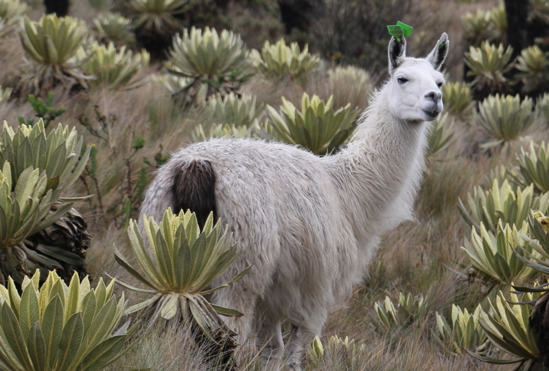 Llama